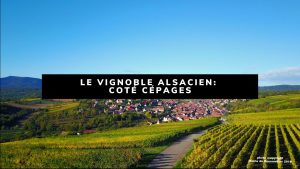 Lire la suite à propos de l’article Les vins d’Alsace: côté cépages