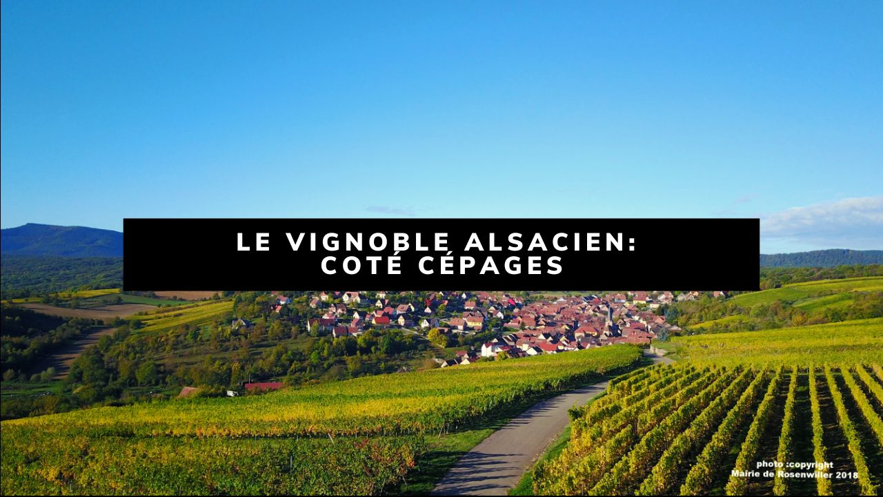 You are currently viewing Les vins d’Alsace: côté cépages