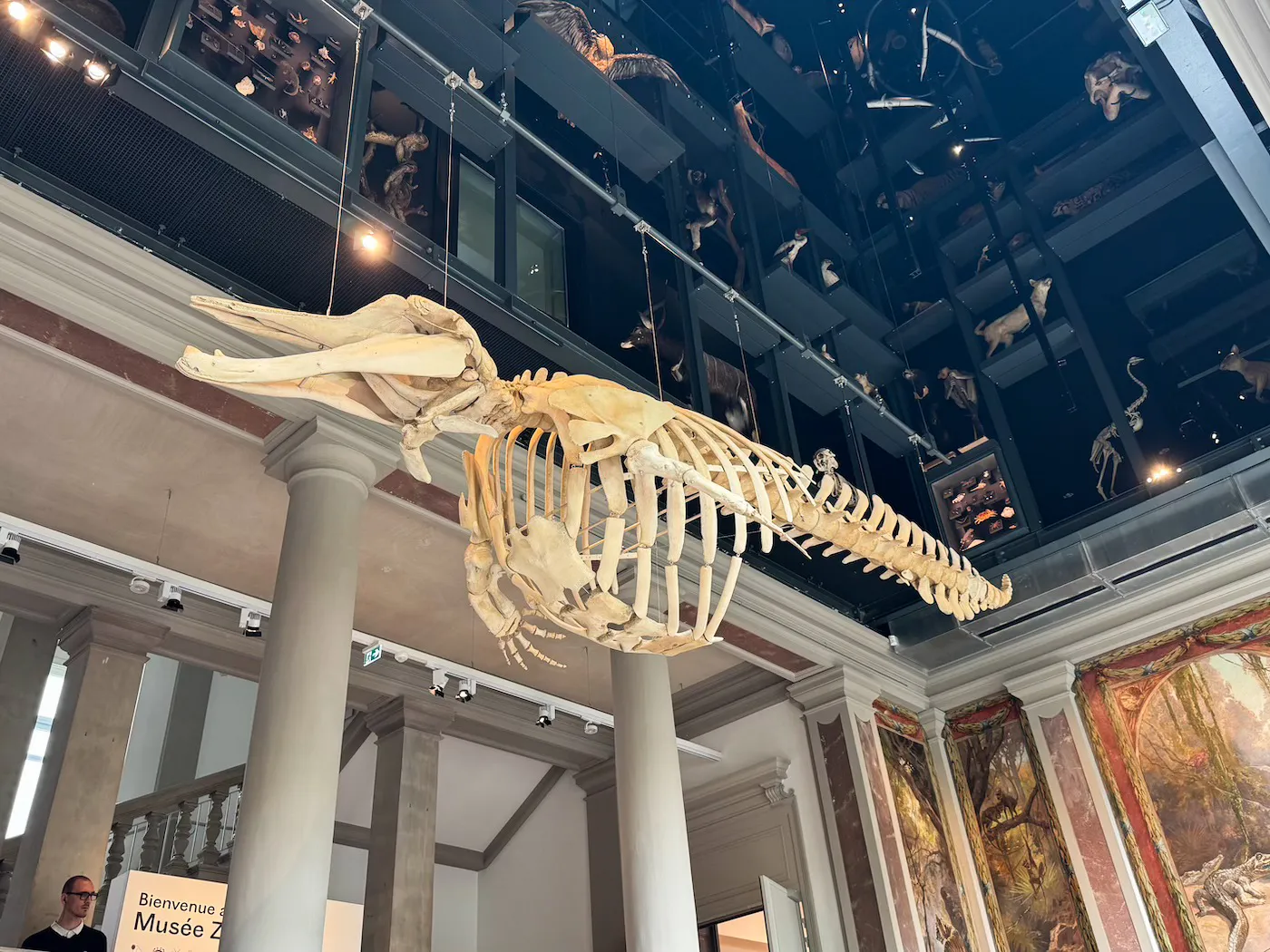Collections naturalistes du Musée Zoologique de Strasbourg